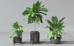 不同花盆的美叶凤尾蕉盆栽植物