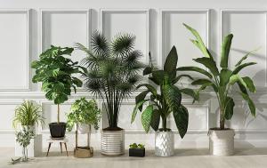 鹤望兰、吊兰、花叶万年青、棕桐盆栽植物