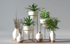 长叶竹柏、巢蕨、银柳盆栽植物