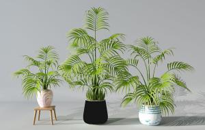 不同花盆的散尾葵盆栽植物