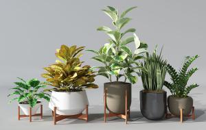 天鹅绒竹芋、变叶木、金钱树、虎尾兰盆栽植物