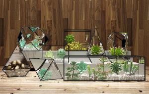 多肉植物、东云、八千代玻璃框盆栽植物