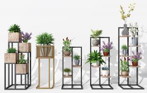 连翘、山梅、形似凤眼蓝盆栽植物