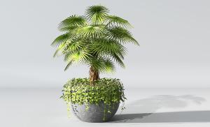 长满绿植的花盆、棕竹盆栽植物