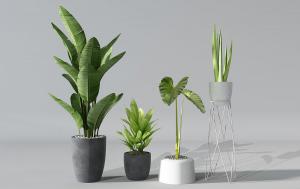 芭蕉树、滴水莲、一叶兰盆栽植物