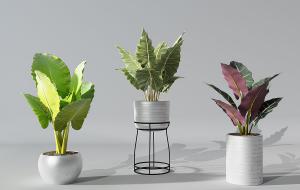 黑叶芋、形似马蹄莲、形似孔雀竹芋盆栽植物