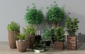 竹子、荷叶、琴叶榕盆栽植物