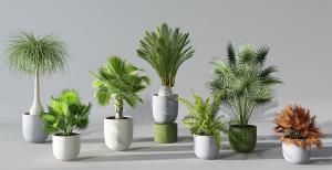 马尾松、大丝葵盆栽植物