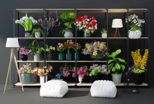 郁金香、蝴蝶兰、玉兰花、马蹄莲花瓶花卉