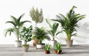 旅人蕉、散尾葵、虎尾兰盆栽植物