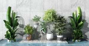 棕竹、旅人蕉、狗牙菜盆栽植物g