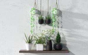 迷迭香、芦荟、常春藤盆栽植物