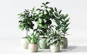 玉簪、印度橡皮树盆栽植物