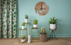 瓦松、仙人掌盆栽植物