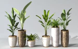 鹤望兰、也门铁、旅人蕉盆栽植物