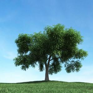 枝干低矮、形似白蜡树 景观树木