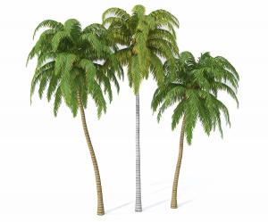 三棵椰子树 热带树木