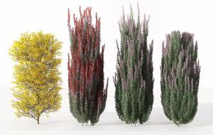 黄色叶子和紫红色叶子灌木绿植