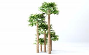 叶梢偏黄的棕榈热带树木