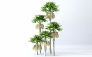 五棵形似蒲葵的热带树木