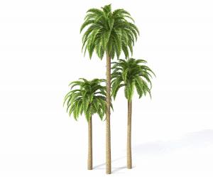 三棵形似金山葵的热带树木