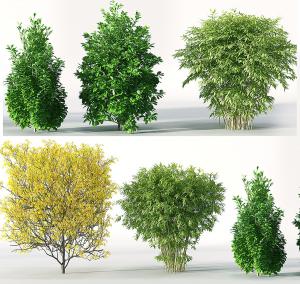 形似竹子 黄色叶子的灌木植物