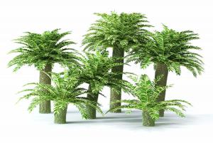 形似油棕的热带树木