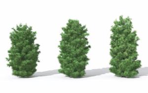 松针浓密树干低矮的松树 灌木绿植