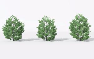 三棵低矮圆形柏树 灌木绿植