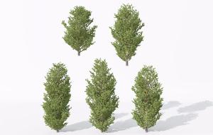 五棵常见柏树 景观树木