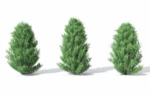 类似马尾松的低矮松树 灌木绿植