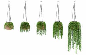 形似垂柳的吊篮植物