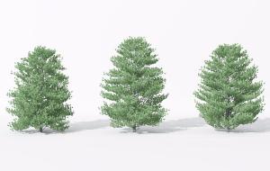 形似黄槐决明的灌木绿植