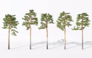 多棵东北红松 景观树木