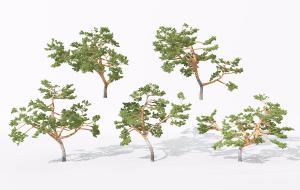 枝叶稀疏的松树 景观树木