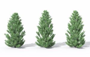 枝叶疏松形似水杉的灌木绿植