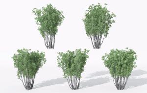 类似米仔兰的灌木绿植