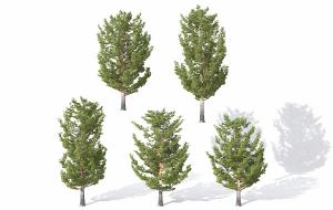 类似杨树的景观树木