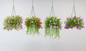 吊篮花艺植物