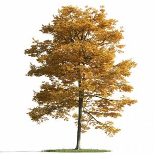 金黄色叶子、形似沼生栎树的景观树木