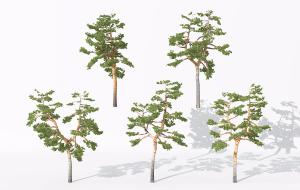 树干笔直的松树 景观树木