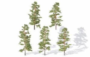 造型不一的矮松 景观树木