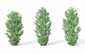 枝叶舒展稀疏的松树 灌木绿植