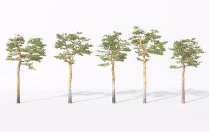 类似东北红松的景观树木