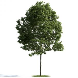 球状体形、形似七叶树的景观树木