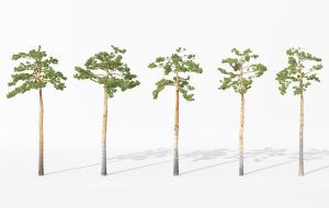 枝叶稀疏高耸笔直的银杏景观树木