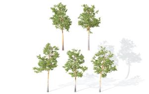 形似瓜栗树的高杆景观树木