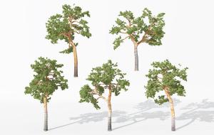 粗壮笔直类似杨树的景观树木