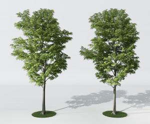 枝干挺拔秀美的桉树