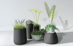 狼尾草、散尾葵、形似芒颖大麦草盆栽植物